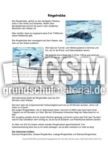 Ringelrobbe-Steckbrief.pdf
